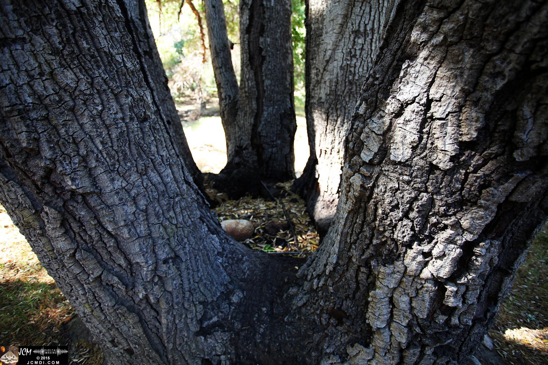 Whitney Canyon Hike 7 trunk oak (dry pool)